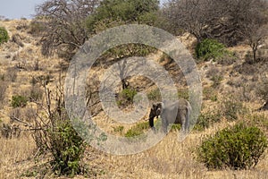 A Male Elephant in the Savannah