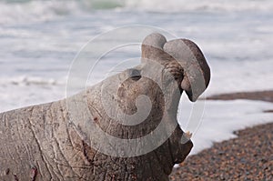 Male Elephant Seal