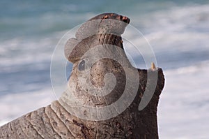 Male Elephant Seal