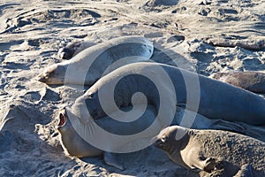 Male elephant seal attempting to mate with a female