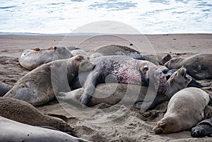 Northern Elephant Seals Mating