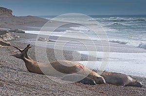 Male Elephant Seal in Patagonia