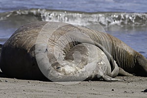 Male elephant seal, Peninsula Valdes