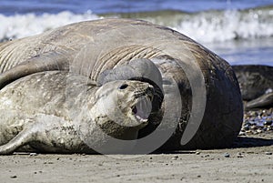 Male elephant seal, Peninsula Valdes