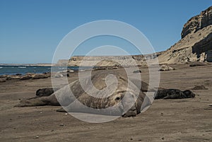 Male elephant seal, Peninsula Valdes,