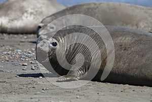 Male elephant seal, Peninsula Valdes,