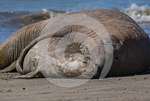 Male elephant seal, Peninsula Valdes, Patagonia, Argentina