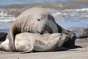 Male elephant seal, Peninsula Valdes, Patagonia,
