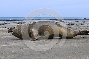 Male elephant seal, Peninsula Valdes, Patagonia, Argentina