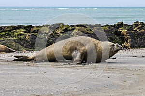 Male elephant seal, Peninsula Valdes, Patagonia, Argentina