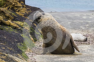 Male elephant seal, Peninsula Valdes, Patagonia, Argentina