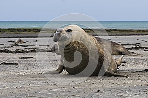 Male elephant seal, Peninsula Valdes, Patagonia, Argentina