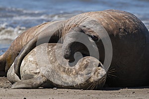 Male elephant seal, Peninsula Valdes,