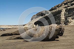 Male elephant seal, Peninsula Valdes,