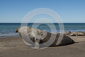 Male elephant seal, Peninsula Valdes,