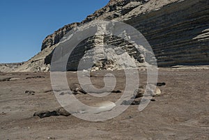 Male elephant seal, Peninsula Valdes,