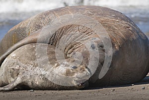 Male elephant seal, Peninsula Valdes, photo