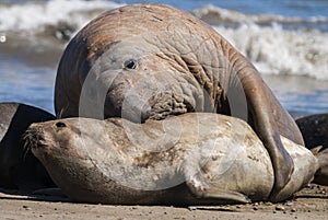 Male elephant seal, Peninsula Valdes,
