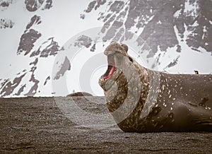 Male elephant seal yells in morning air photo