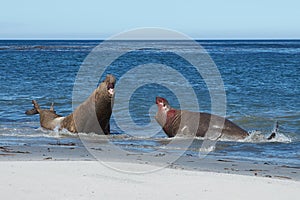 Male Elephant Seals Fighting - Falkland Islands