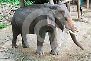 Male elephant, Thailand