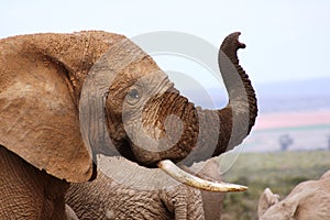 Male elephant with trunk up