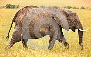 Side profile of an elephant