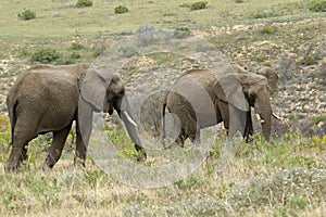 Male Elephants at Boteilierskop Reserve