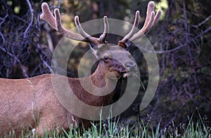 Male elk