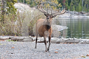 Male Elk