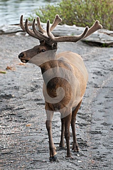 Male Elk