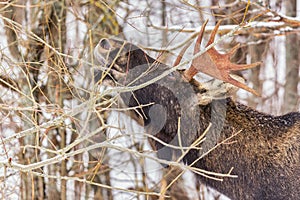 Male elk with antlers in winter forest