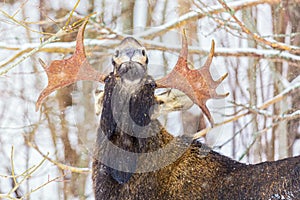 Male elk with antlers in winter forest