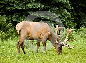 Male Elk in Banff National Park