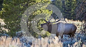 Male elk bugling Cervus canadensis