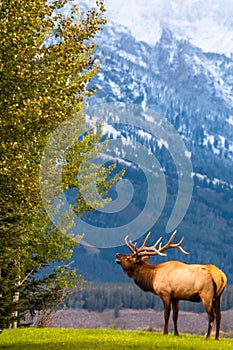 Male elk bugling for his girls in Grand Teton National Park