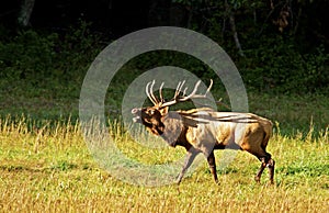 Male Elk bugling in rutting season at Cataloochee. photo