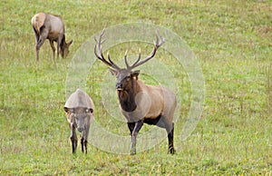 Male Elk bugling in rutting season at Cataloochee. photo