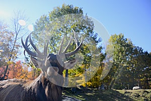 Male Elk calling