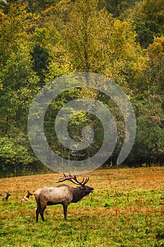 Male Elk Calls During Rut Smoky Mountains North Carolina