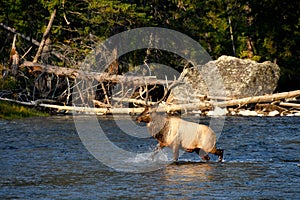 Male Elk crossing a river