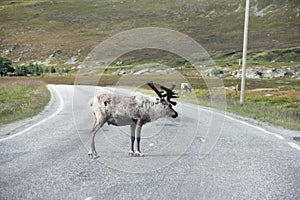 Male Elk crossing road