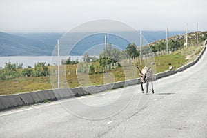 Male Elk crossing road