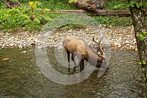 Male Elk Drinking in Oconaluftee River Smoky Mountains photo