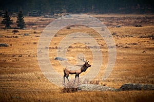 Male elk in the fall meadows of the Rocky Mountain Natinal Park