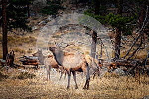 Male elk in the fall meadows of the Rocky Mountain Natinal Park