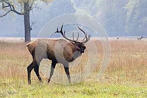 Male Elk in the Field