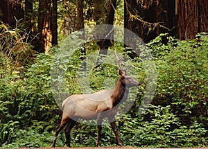 Male Elk in Forest