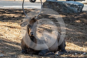 A Male Elk in Grand Canyon National Park, Arizona