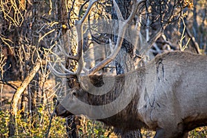 A Male Elk in Grand Canyon National Park, Arizona